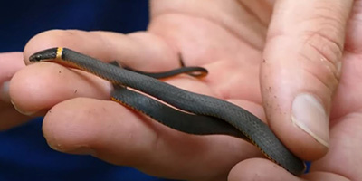 Knoxville snake