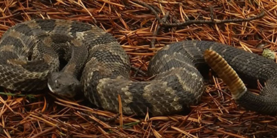 Knoxville snake